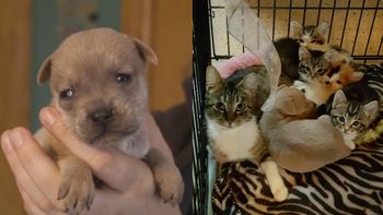 un perro huerfano se salva de la muerte gracias a su madre adoptiva felina un perro huerfano se salva de la muerte gracias a su madre adoptiva felina