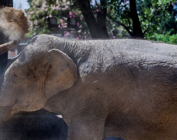 La elefanta Mara ser&aacute; trasladada a Brasil en los pr&oacute;ximos d&iacute;as