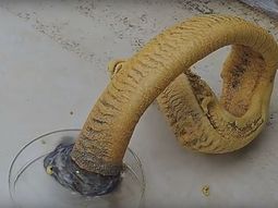 Experimento hace aparecer una víbora