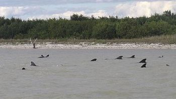 al menos 10 ballenas mueren varadas y otras 40 estan en peligro al menos 10 ballenas mueren varadas y otras 40 estan en peligro