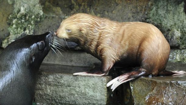 Causa sensación en Alemania un ejemplar de lobo marino albino