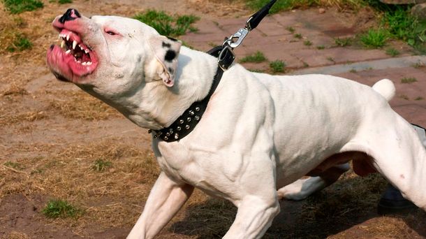 El pitbull pertenecería a uno de los integrantes de la familia