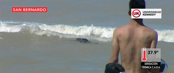 Revuelo en la playa de San Bernardo por la aparición de un lobo marino