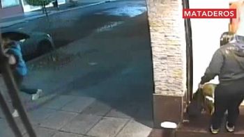 perro heroe espanto a ladrones y evito una entradera en mataderos perro heroe espanto a ladrones y evito una entradera en mataderos