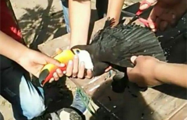 Indignación en Salta: tres jóvenes torturaron a un tucán hasta matarlo