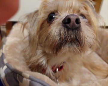 Día del Perro: cuánto cuesta mantener a tu compañero