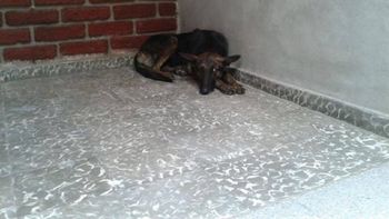 Gentileza diario de Cuyo. Gentileza diario de Cuyo.