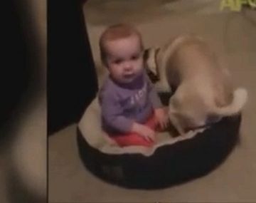 Un perro echa de su cucha a un bebé