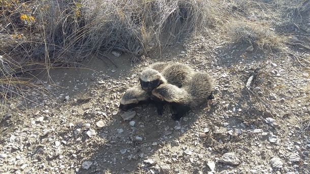 Aparecieron tres hurones en el patio de una casa en Chubut: así los rescataron