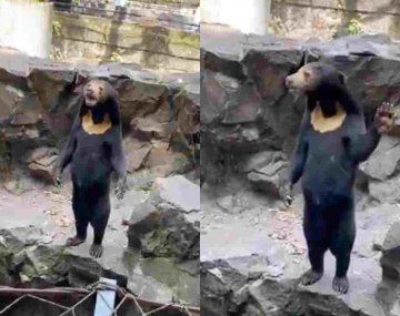Un zoo de China tuvo que aclarar que sus osos no son humanos disfrazados