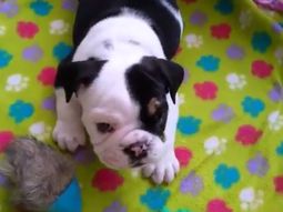 el bulldog que es furor por una enfermedad el bulldog que es furor por una enfermedad