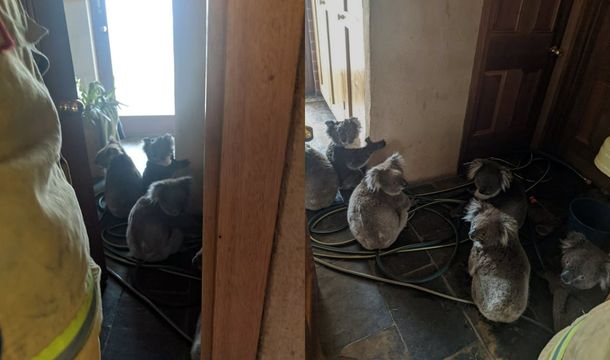 Una pareja rescató del fuego a seis koalas y los alojó en su casa: los encontraron abrazados por miedo