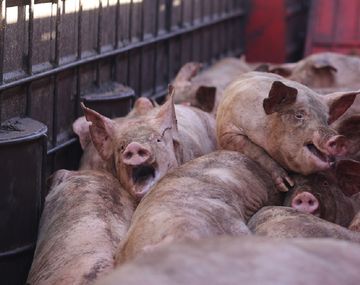 Los cerdos estuvieron encerrados en el camión durante más de diez horas. Foto: Malena Blanco para Voicot.