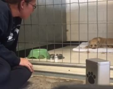 Perra vence su depresión gracias a un chico