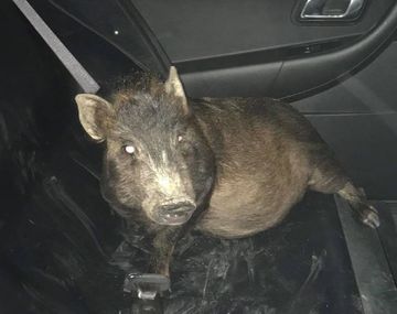 Un chancho lo acosó en la calle