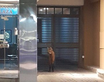 Apareció un aguará guazú en pleno centro de Santa Fe