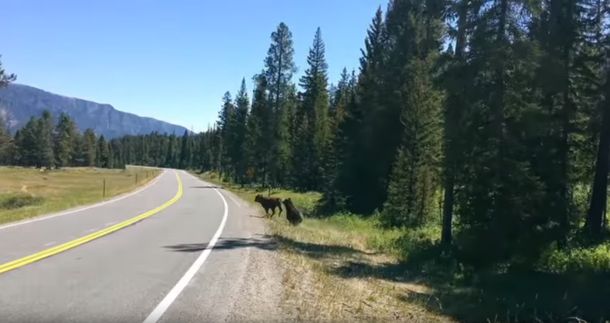 Impactante: Iba en su auto y filmó el brutal ataque de un oso a una vaca