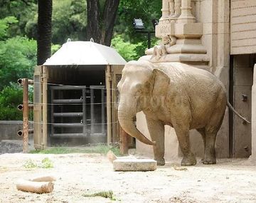 La elefanta Mara rompe la cuarentena: este sábado será trasladada a Brasil