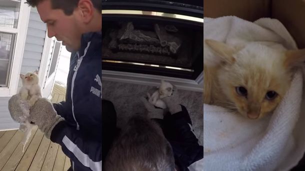 Rescataron a un gatito que había quedado congelado en la nieve y sobrevivió