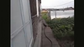 traelo a casa, le pidio su duena y asi traslado un perro a un gato traelo a casa, le pidio su duena y asi traslado un perro a un gato