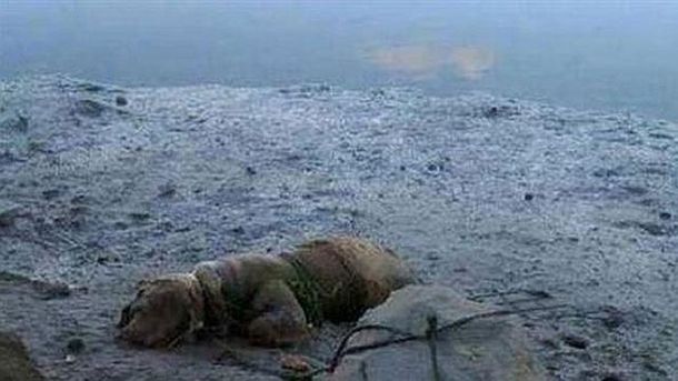 Es condenado por atar un perro a una piedra para ahogarlo