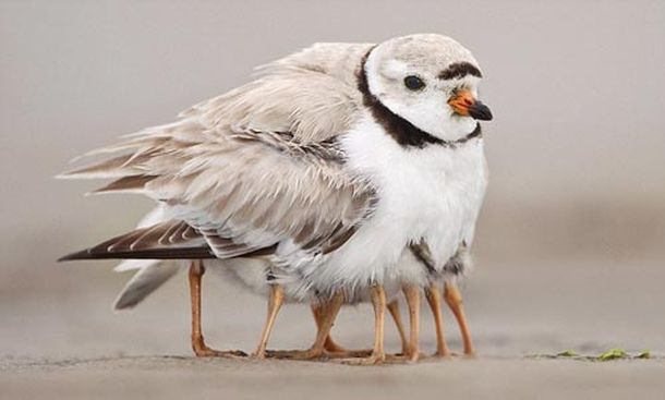 Pajaro