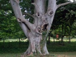 Scary tree