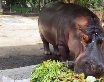 Mataron a golpes al único hipopótamo de El Salvador