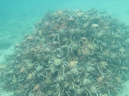 buceador hallo una piramide de cangrejos buceador hallo una piramide de cangrejos