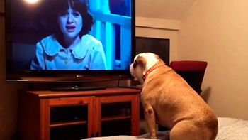 video: la curiosa reaccion de un bulldog al ver un pelicula de terror video: la curiosa reaccion de un bulldog al ver un pelicula de terror