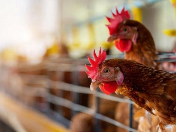 SENASA dispuso el cierre de exportaciones por brote de gripe aviar