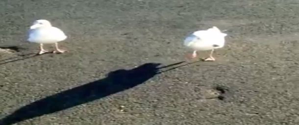 Así baila una gaviota a cambio de comida