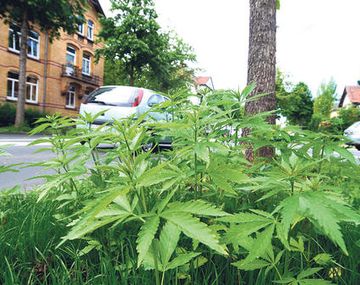 Aparecen plantas de marihuana en jardines de ciudad alemana