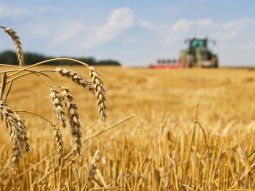 Las exportaciones de trigo bajaron un 30%
