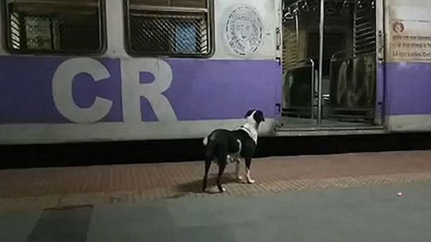 Como Hachiko, una perra espera siempre el mismo tren cada noche