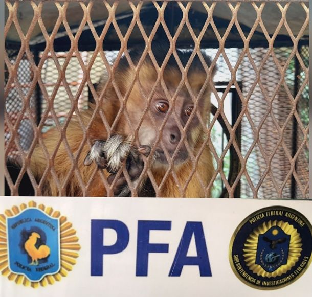 Rescataron a un mono cautivo como mascota en grave estado