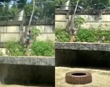 Tragedia en un zoo de Brasil: un intruso murió tras ser atacado por una leona