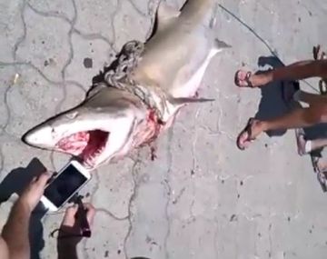 Un tiburón en Mar del Plata