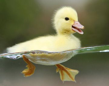 ¿Por qué los patitos son muy inteligentes?