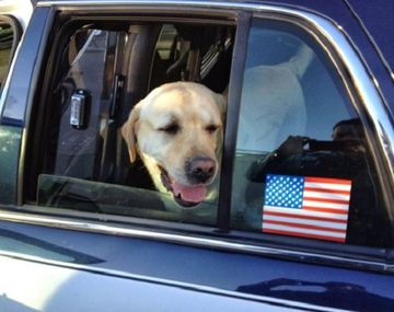 VIDEO: Un perro tiene un emotivo reencuentro con su familia tras 17 meses perdido