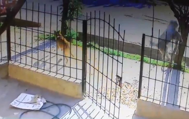 El hombre revoleó al perro y lo mató