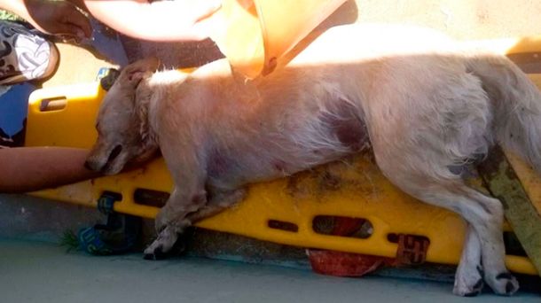 El perro murió sofocado tras estar varias horas encerrado en el auto