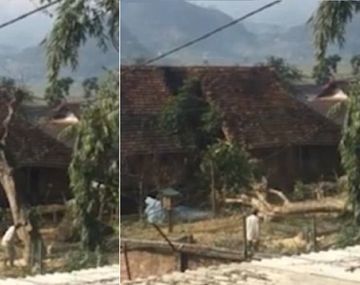 VIDEO: Cortó un árbol