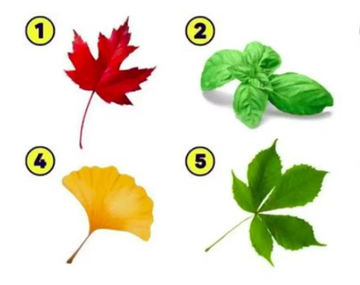 La hoja que elijas revelará aspectos de tu personalidad que quizás no conocías