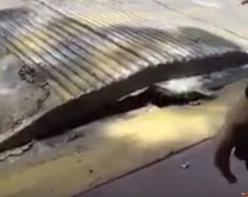 Extraño fenómeno en el asfalto tras el terremoto en México