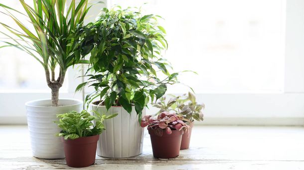 Las plantas que purifican tu casa