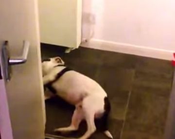 VIDEO: un perro finge su muerte y es furor en internet