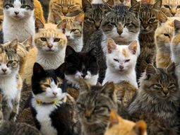 Un asesino en serie envenenó a más de 200 gatos