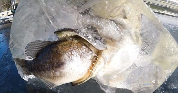 En un bloque de hielo un pez quedó atascado cuando intentada comerse a otro