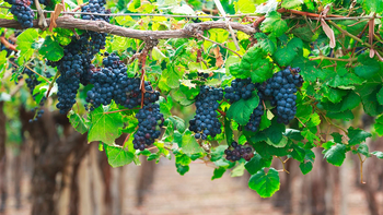 Uruguay es principal productor de uva Tannat en el mundo. Uruguay es principal productor de uva Tannat en el mundo.